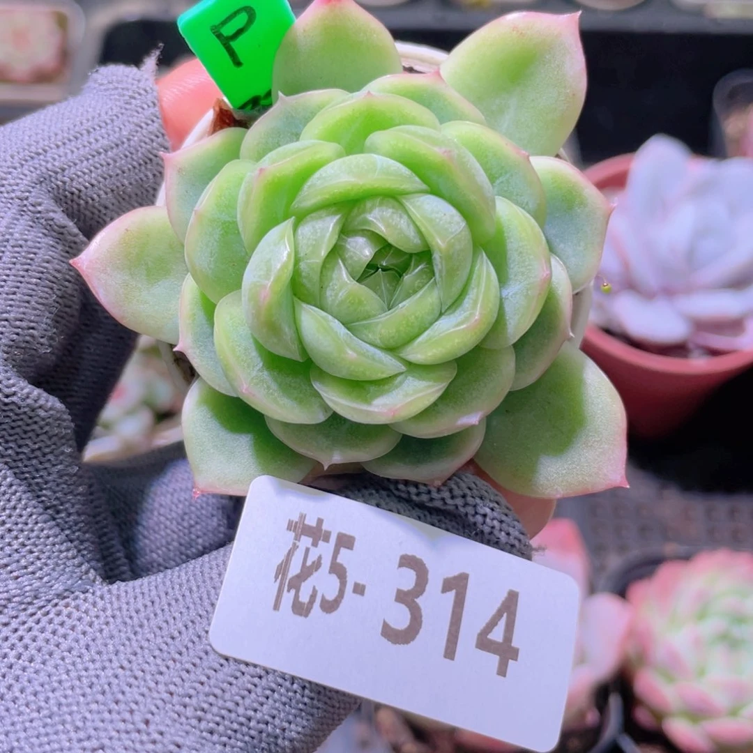 花利美5-314新品珍妮