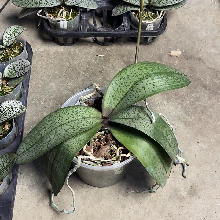 全部花苞花莲香交超香银叶福利不售后