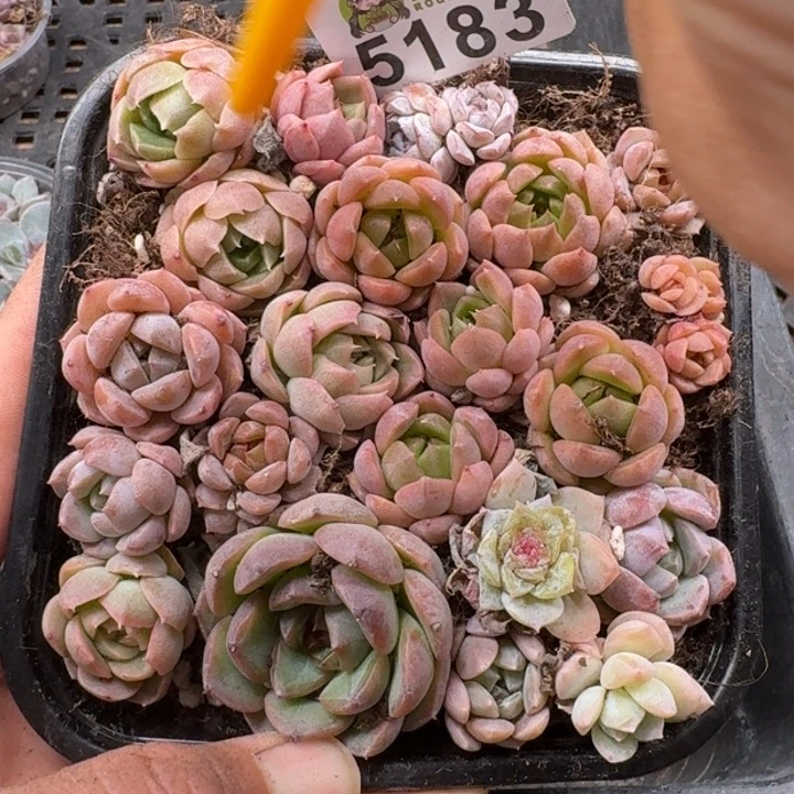 多肉植物多肉植物