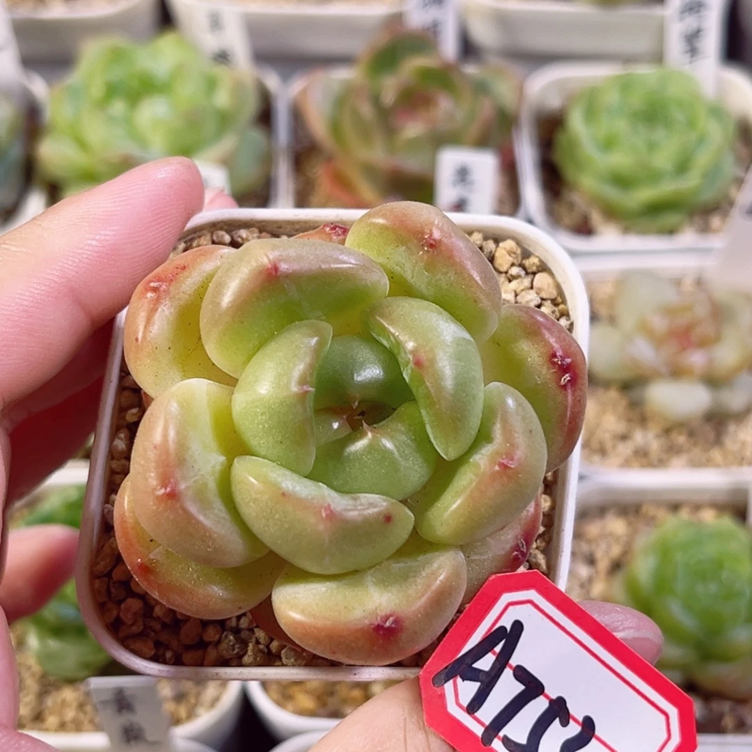 A753 一物一拍 无名氏