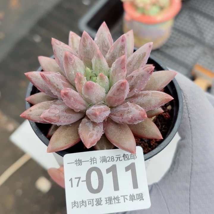 红蜻蜓多肉无盆土发货多肉多