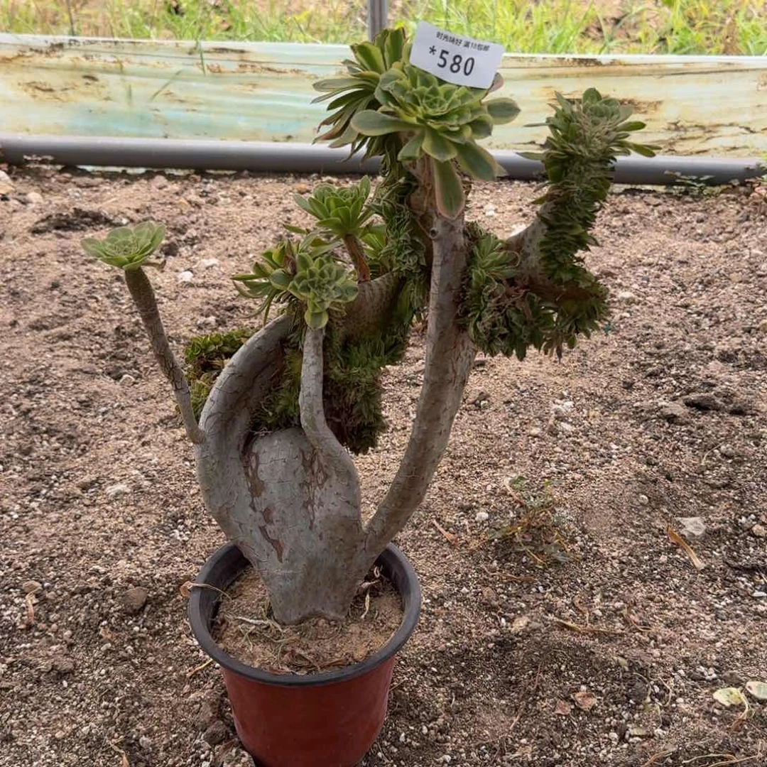 580碧螺春缀多肉植物