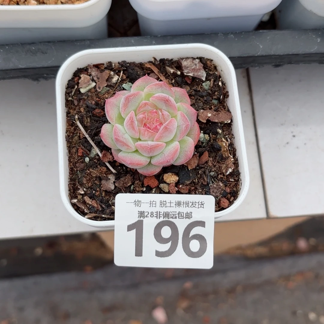 玉笛单头无盆土发货