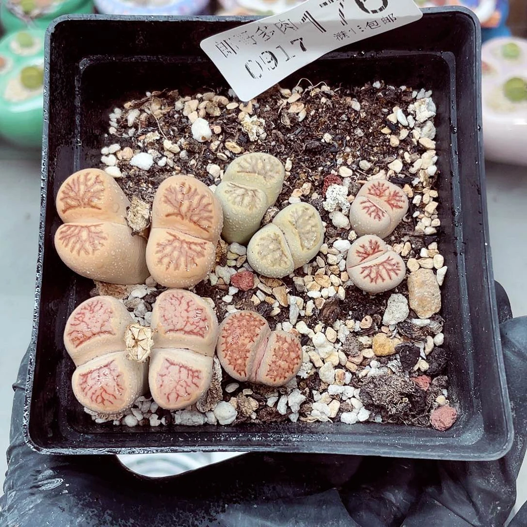 生石花满18包邮0917-176