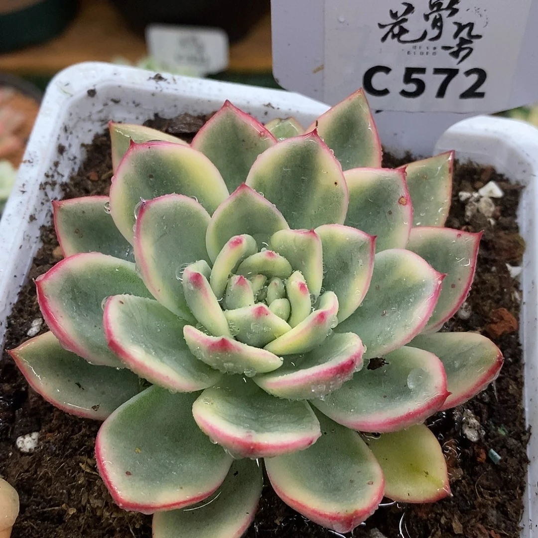 572蔚蓝乌木哈哈哈哈哈哈