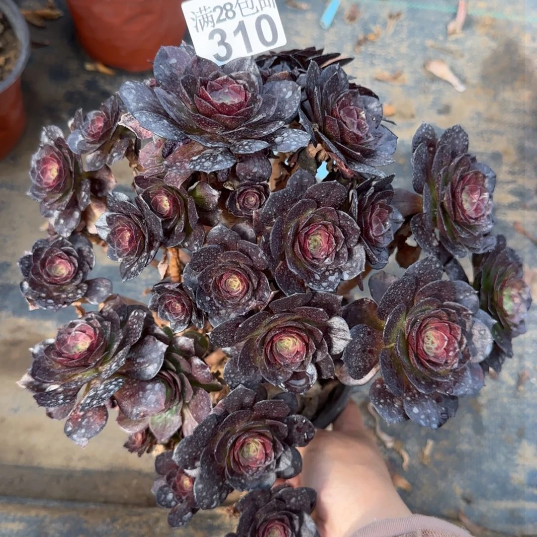 脸谱多肉310满28包邮断枝不包瑕疵