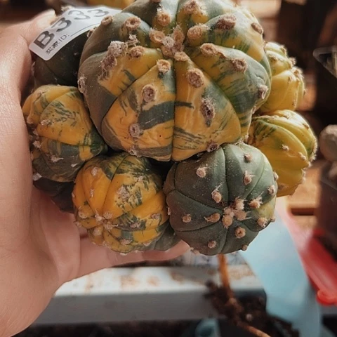 泛***辈333仙人球锦上添花