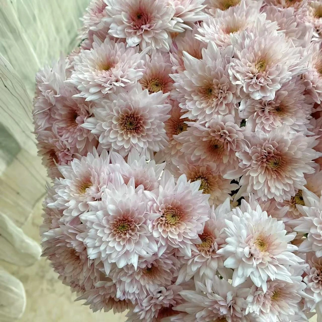 奶油蛋糕小雏菊 两单京东或顺丰 新鲜生活需要修剪处理美观