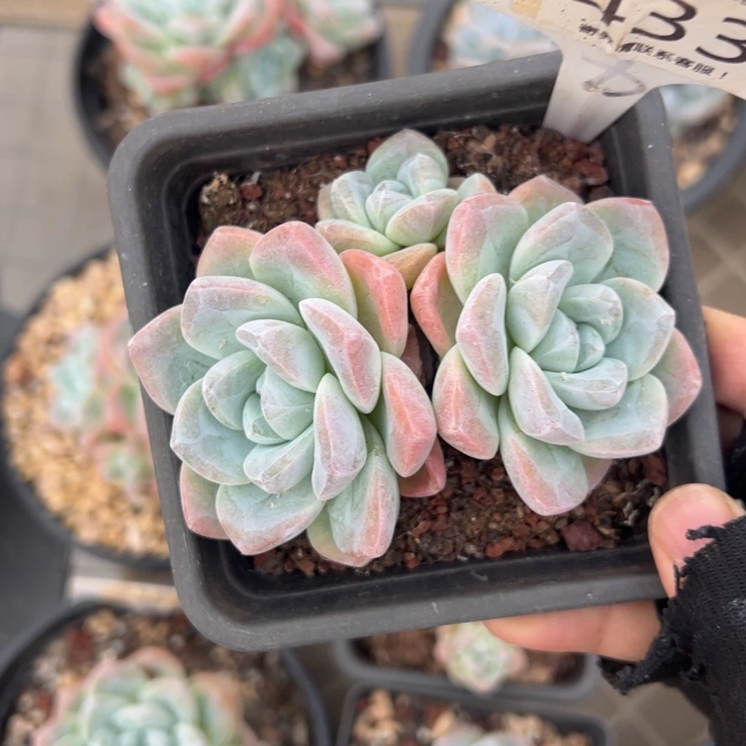 静***怡433号冰玉多肉植物