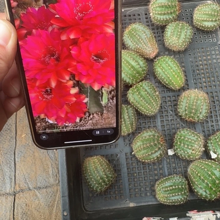 252彩草小辣椒歪无根侧牙4公分左右