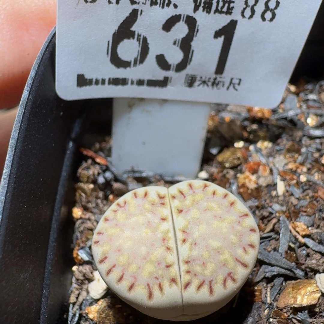 Ssss精品生石花631