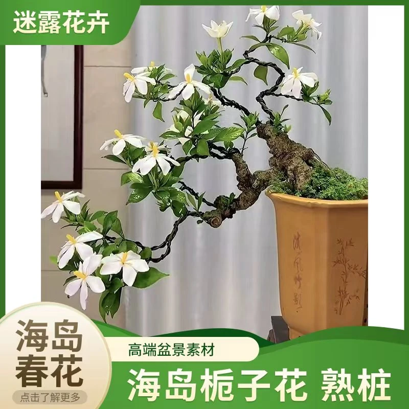 海岛春花栀子花斜飘怪桩枝干老度高端 盆景素材一物一拍请勿自拍