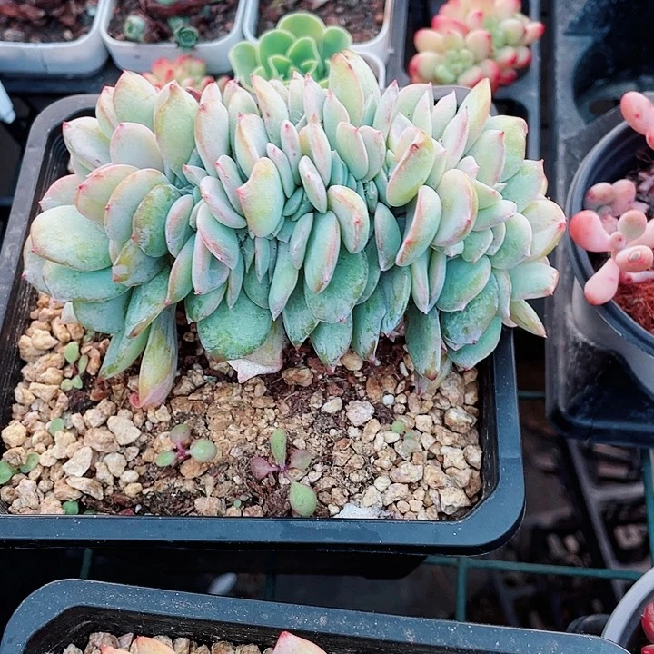 白凤缀化78一盆55658888888