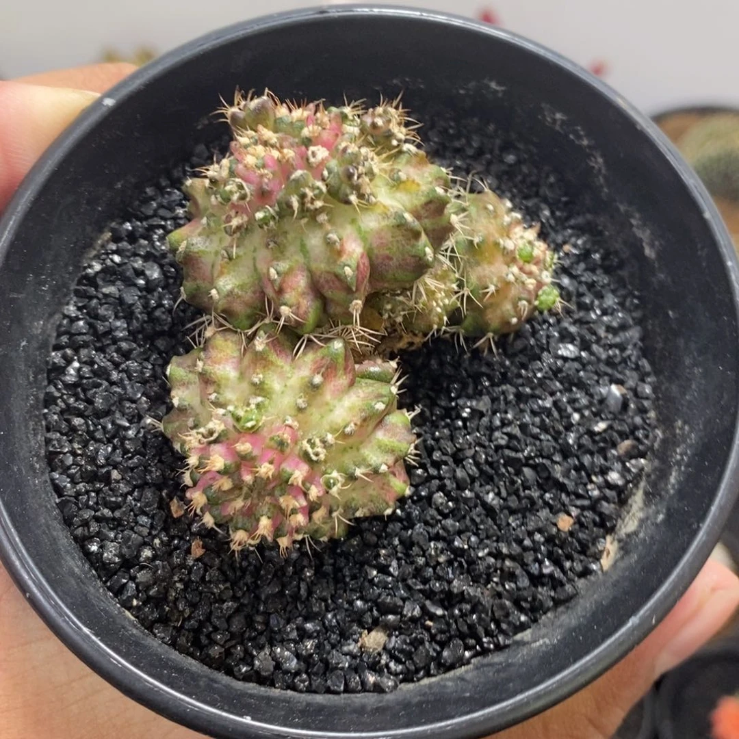 多头海神——带盆土发货