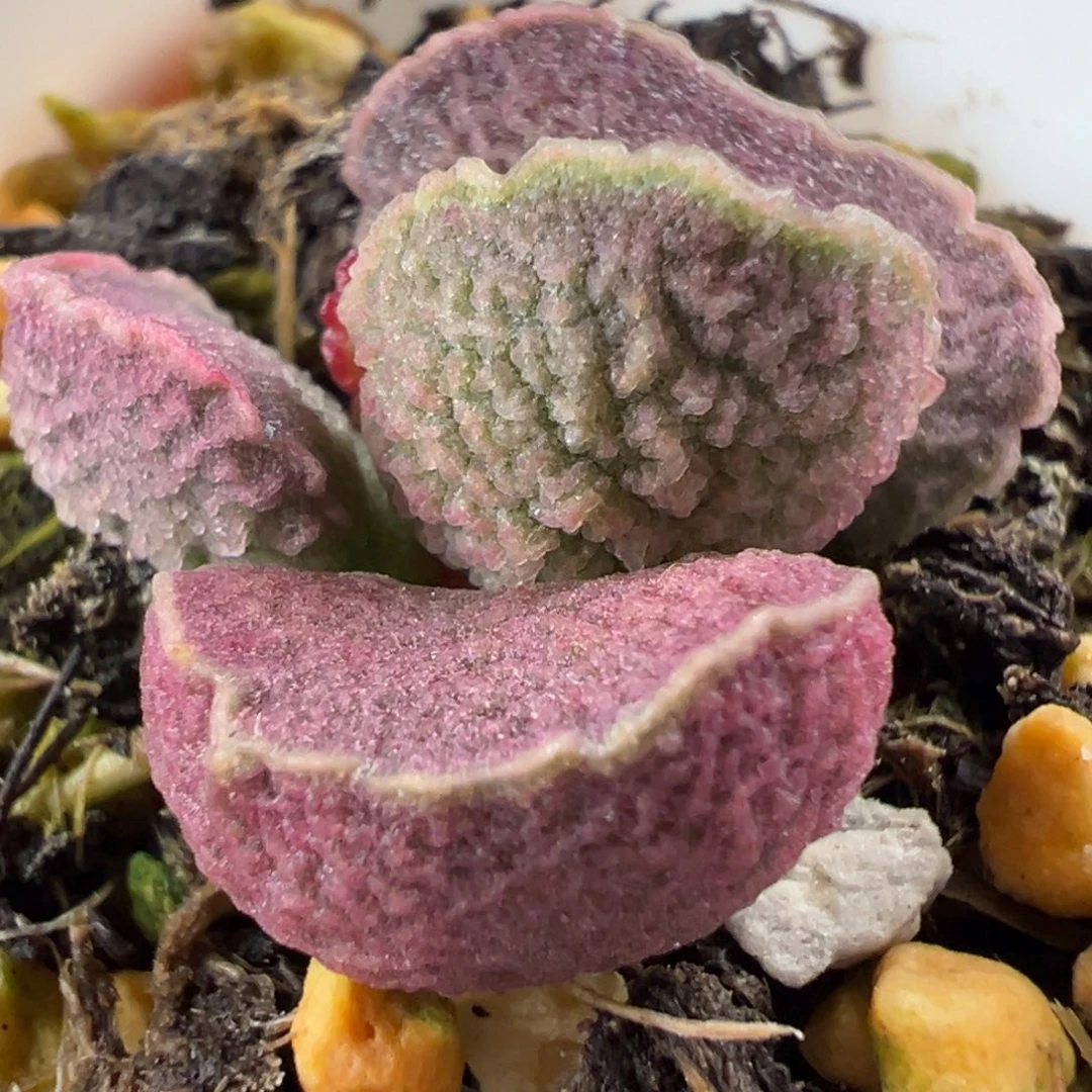 粉色蚌叶型实生新品多肉植物