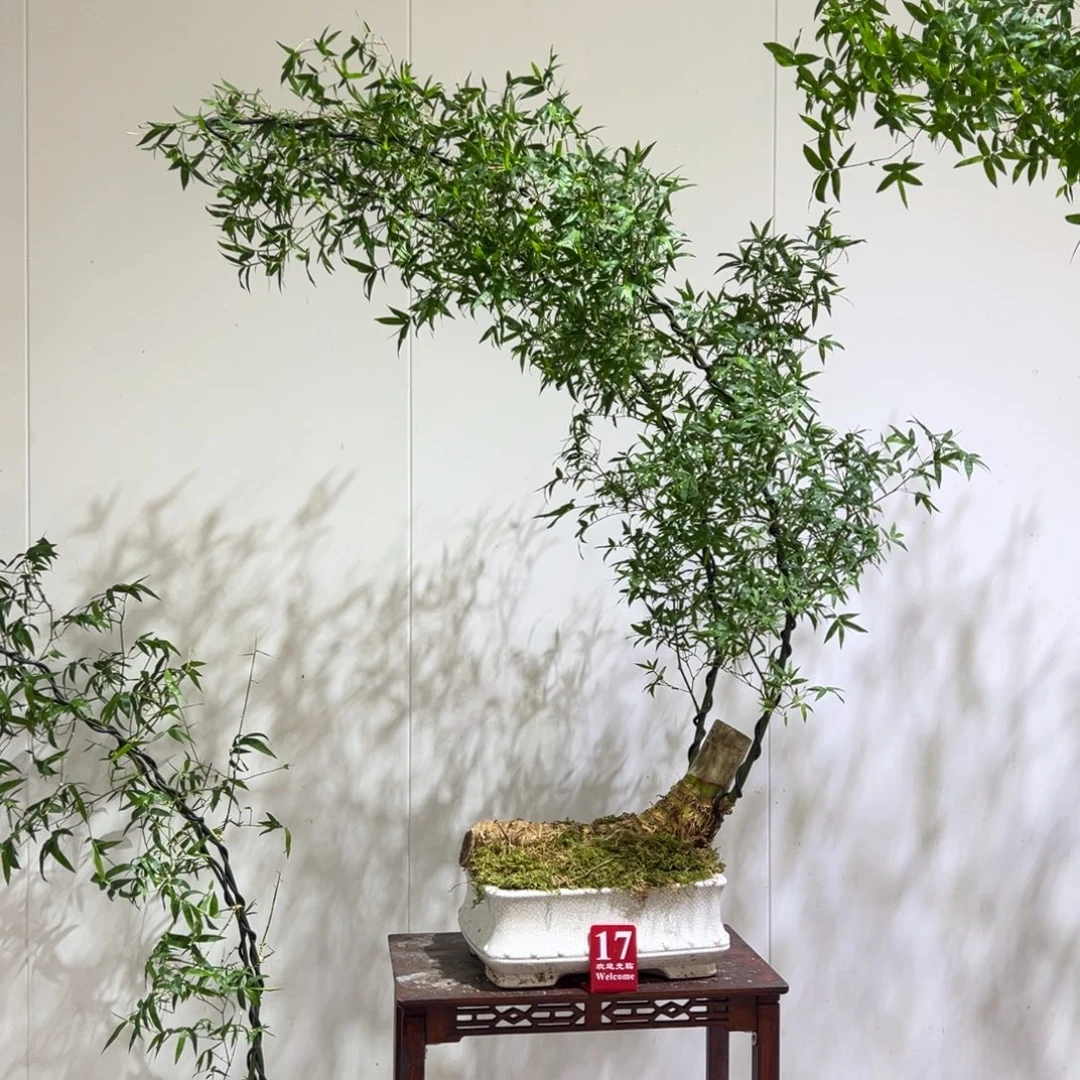 无花朵斜卧桩双杆双飘