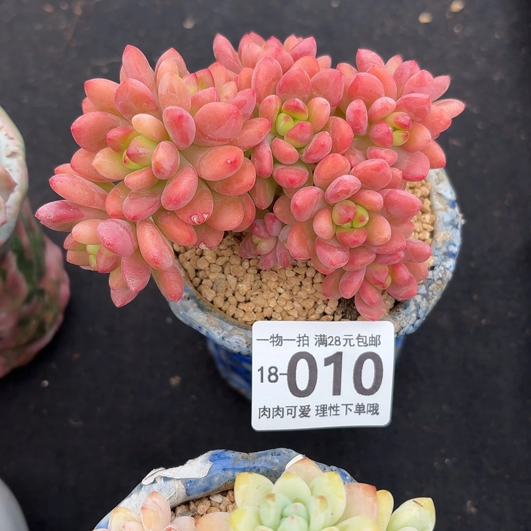 香格里拉无盆土发货无