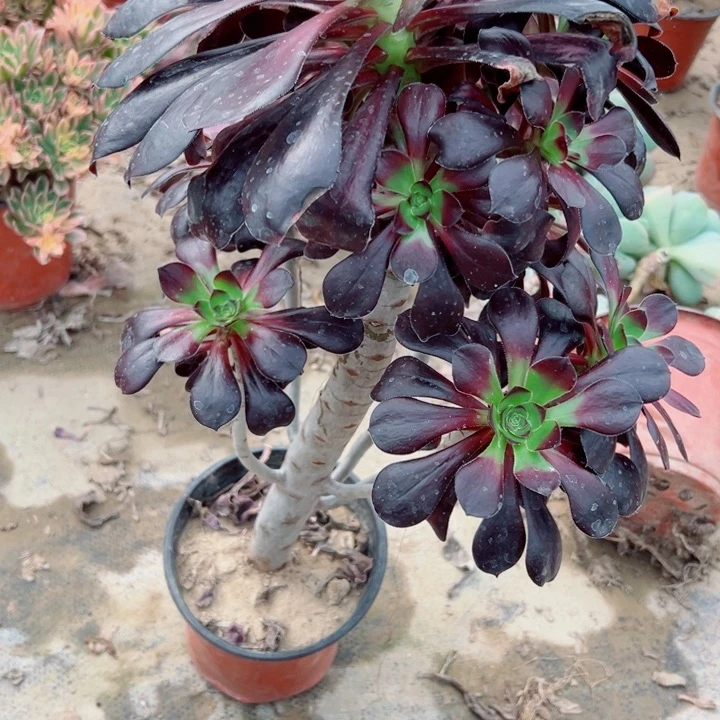 285无毒多肉一起多肉汁