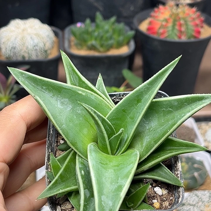 无花朵新品种芦荟一颗一颗