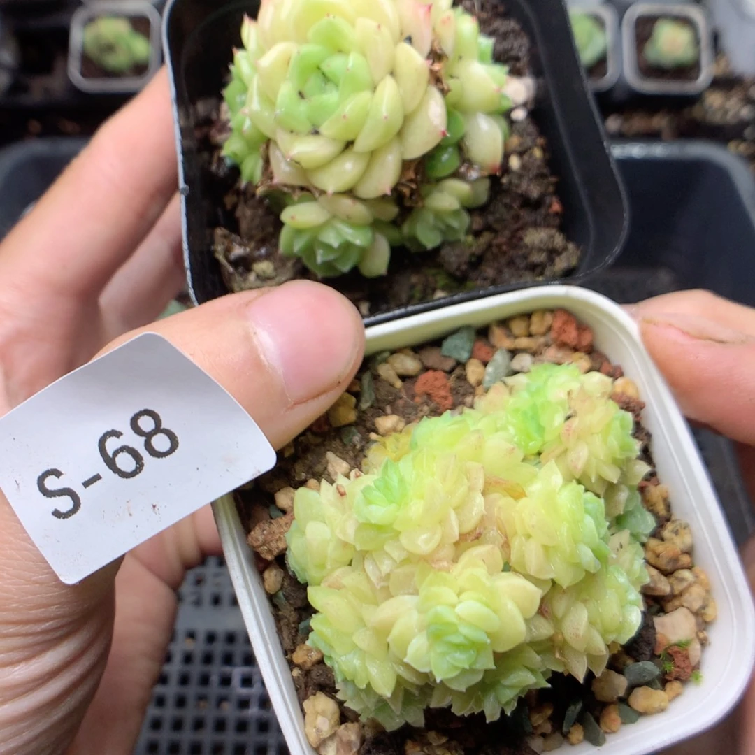 无花朵S68yyyyyyyyy