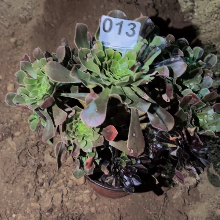 013水墨丹青多肉植物不售后