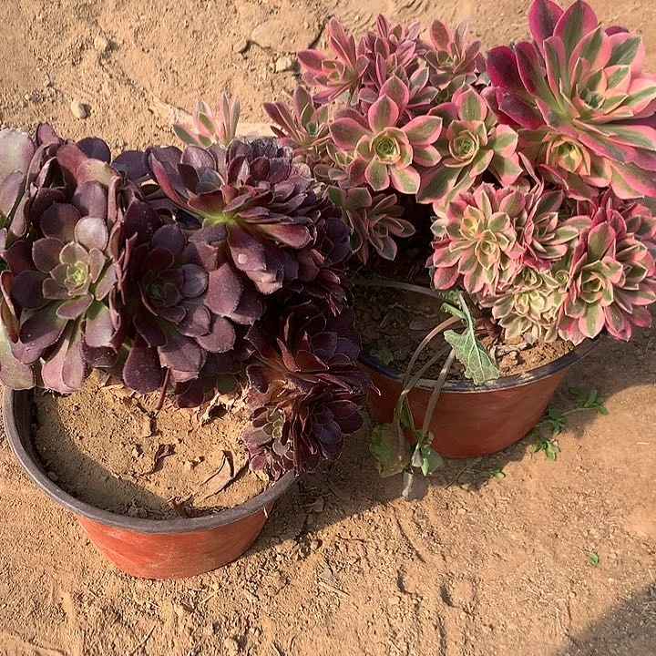 დ****多肉植物女巫朵坠有砍两颗29