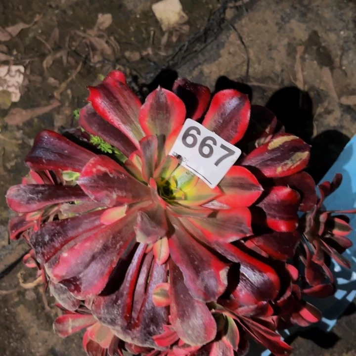 667美杜莎多肉植物不售后