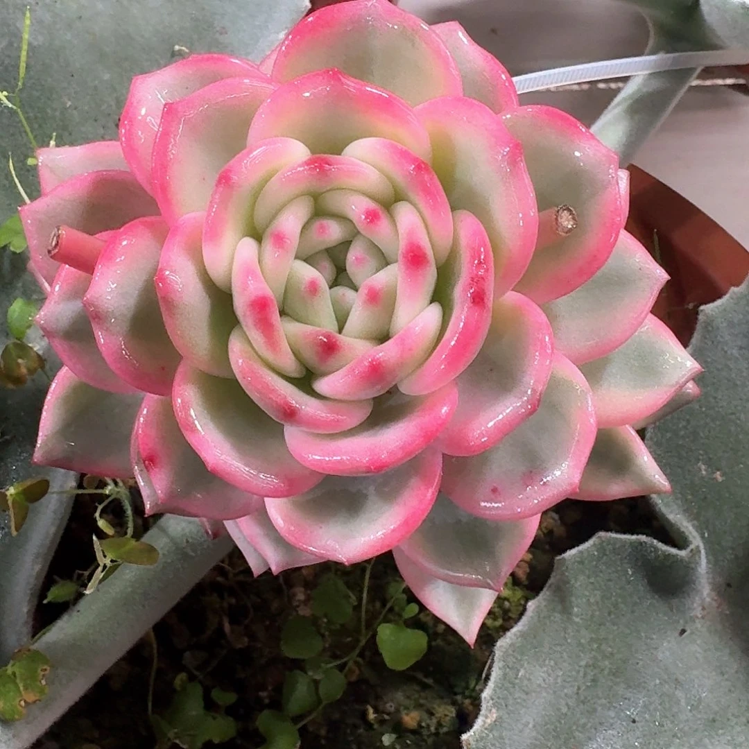 爱丽尔锦多肉植物