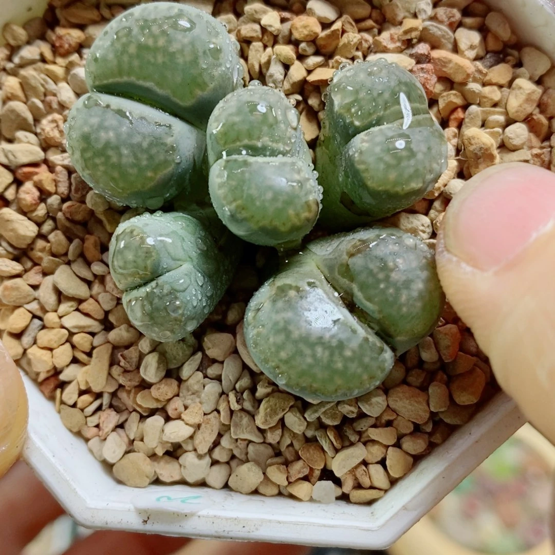 生石花花花花花花花970