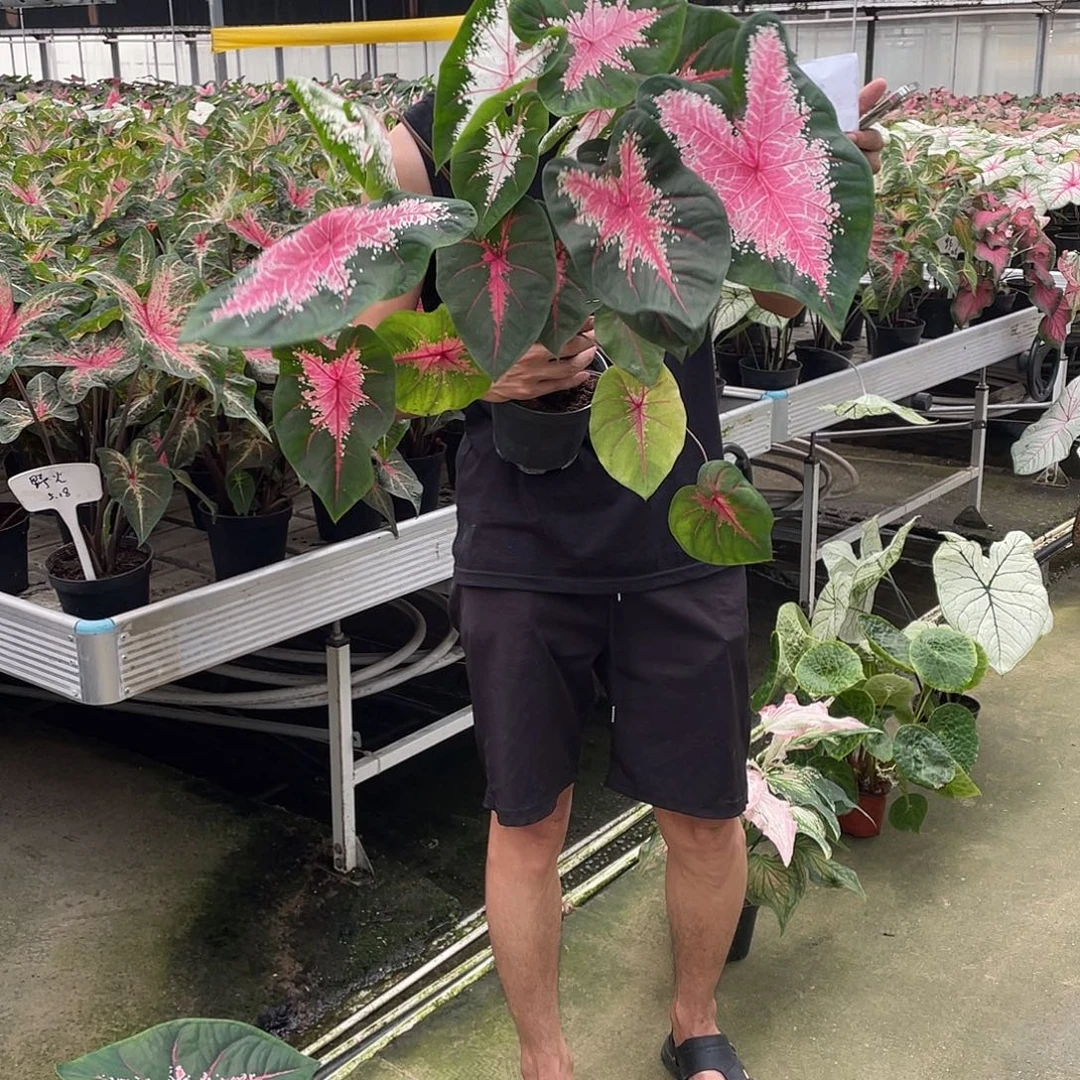 无花朵29号4公分红桃A