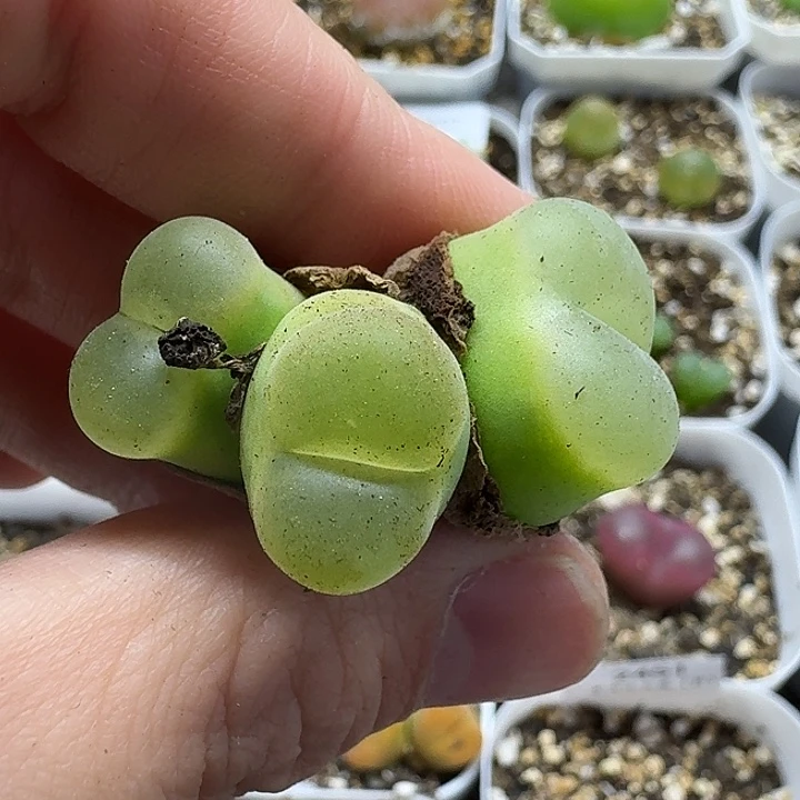 咕***咕老马生石花o泡2462