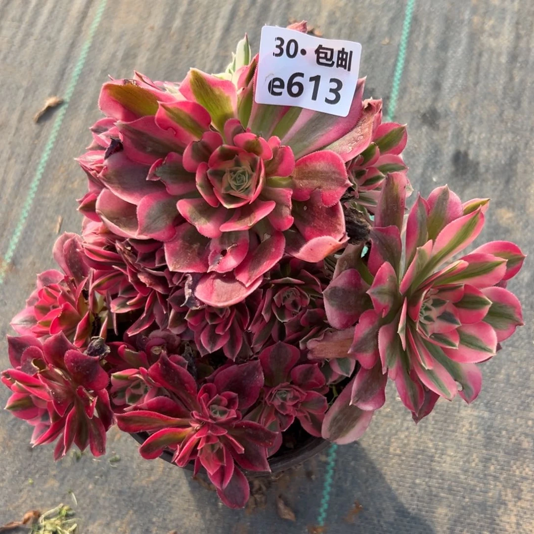 613女郎多肉法师