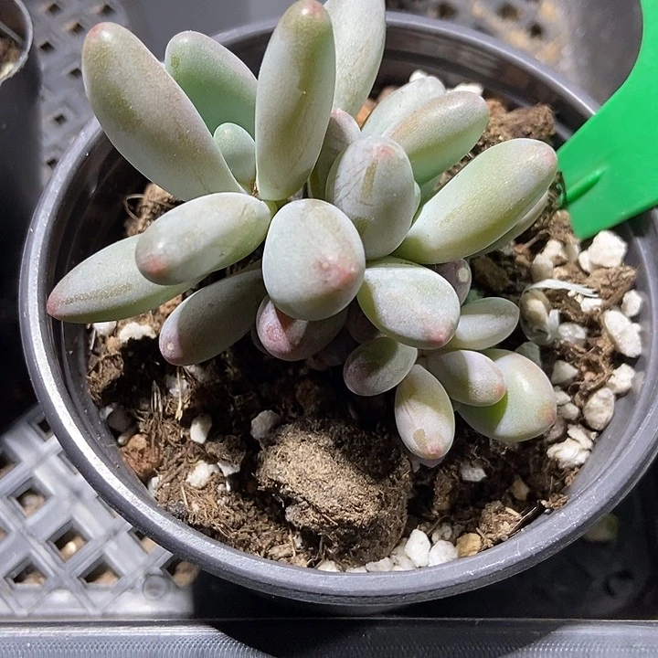 多肉植物企鹅931多饿