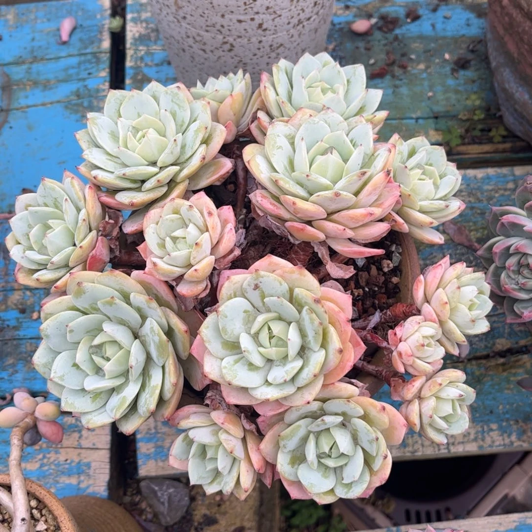 新疆西藏内蒙不发货，恋曲