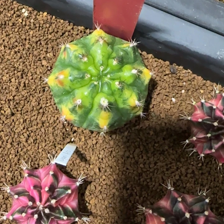 84-1230泰国发货多肉