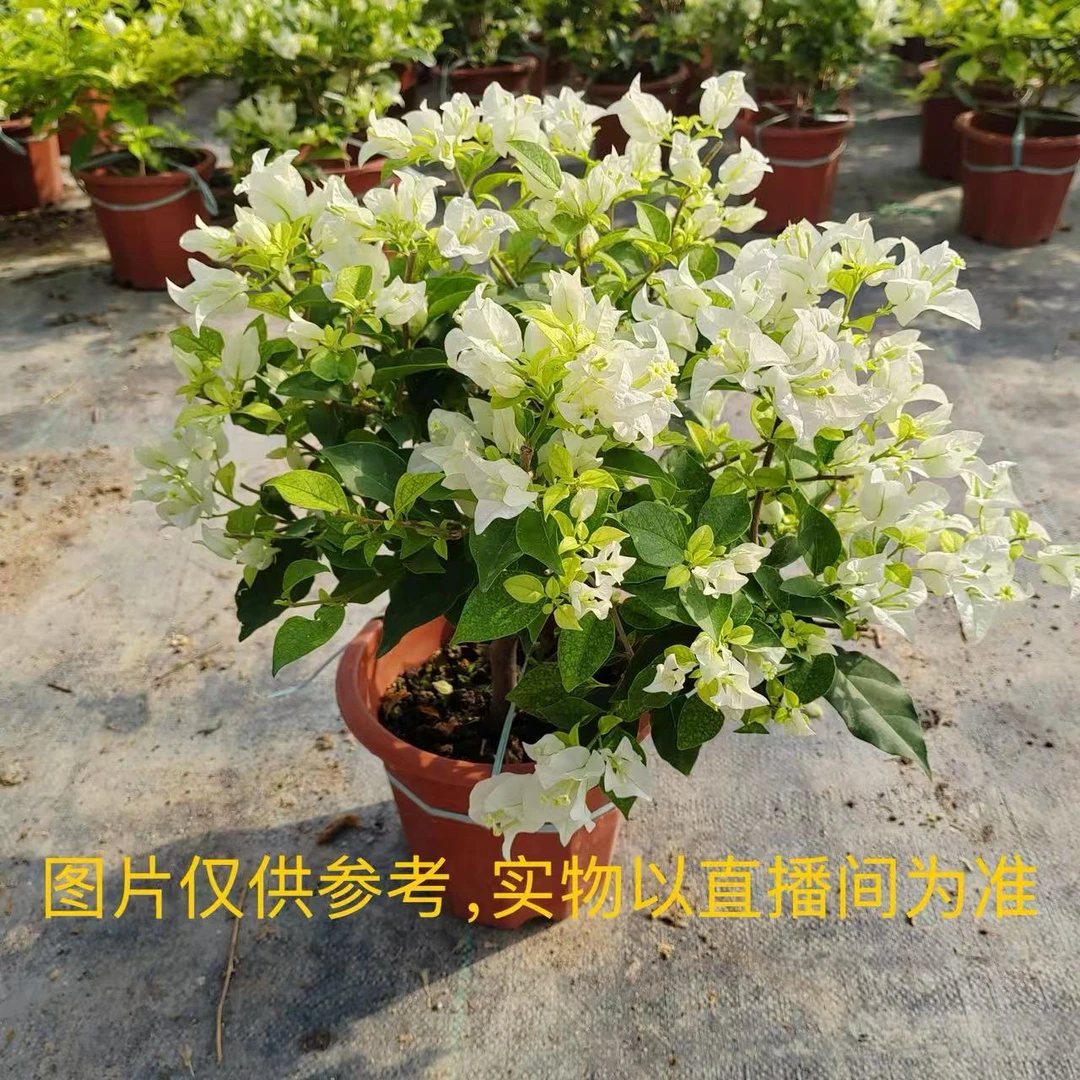【白雪公主】三角梅鲜花植物白色花卉盆栽易养勤花适合庭院客厅种植