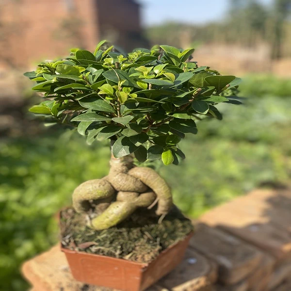 怪跟六角盆金钱榕树人参榕树盆景四季常青阳台庭院好养易活