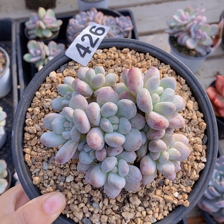 426号香水群111111