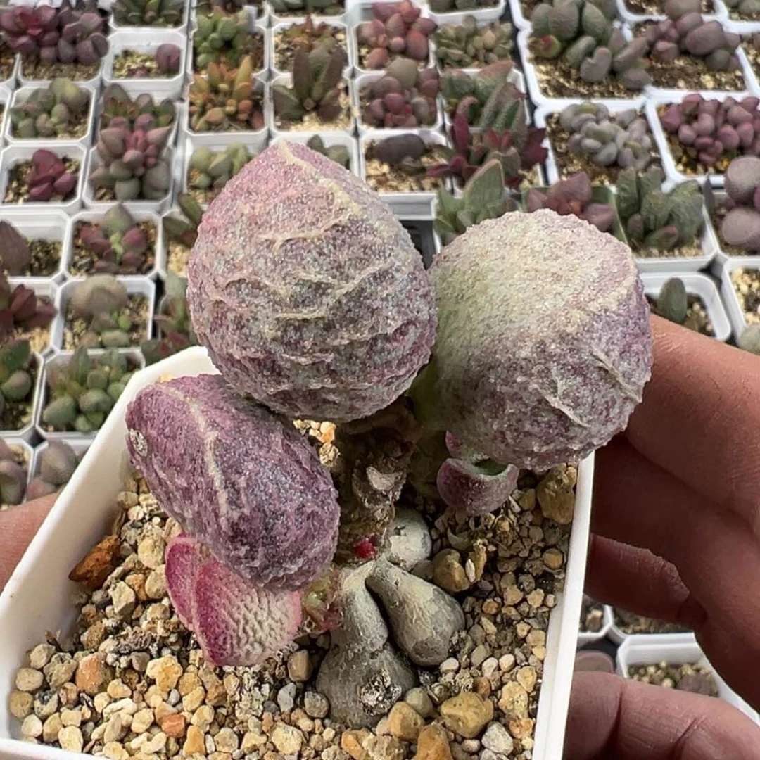 哈默猪肝多肉植物水泡老桩