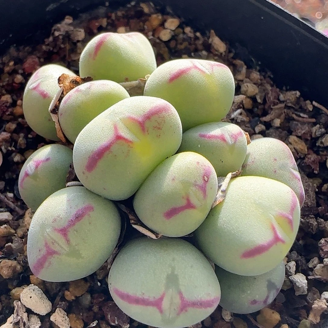 脱土发货28包邮26720