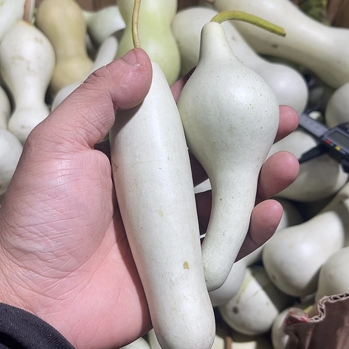 大果紫檀（缅甸花梨）老*