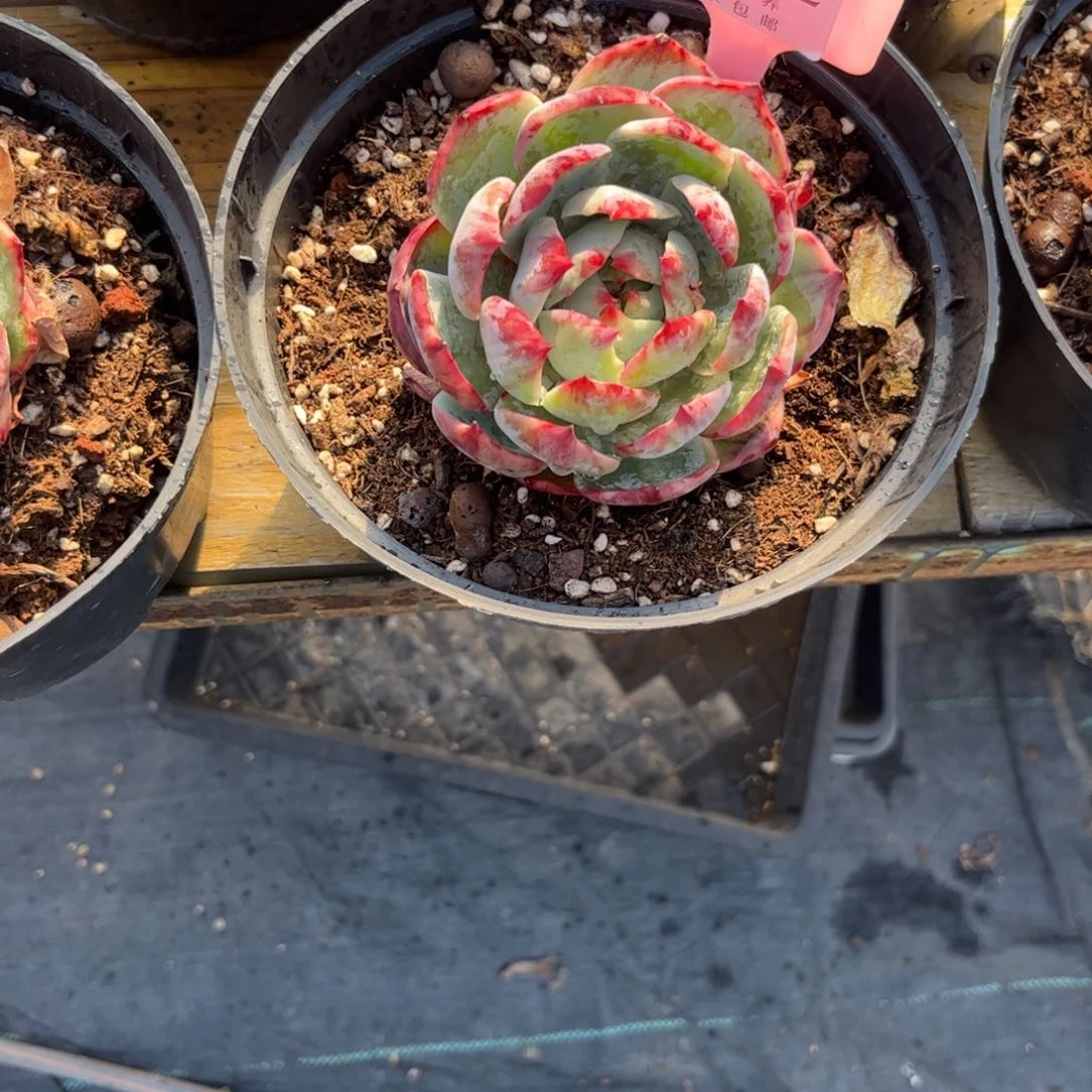 银**✨多肉植物111111111