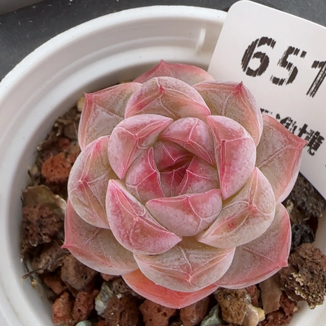 花语逸镜0207-651