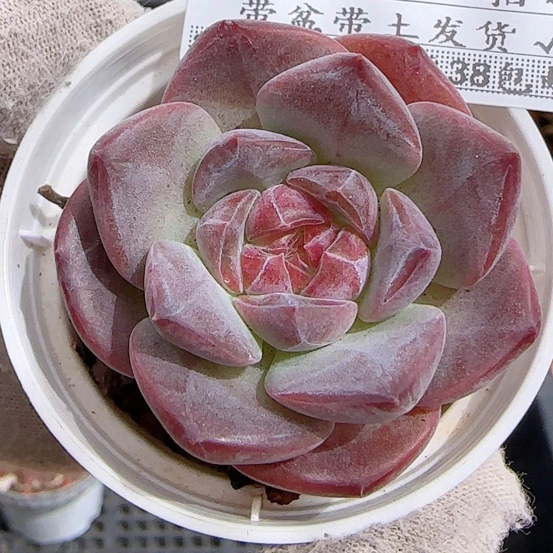 多肉0925--362琥珀天使珍妮