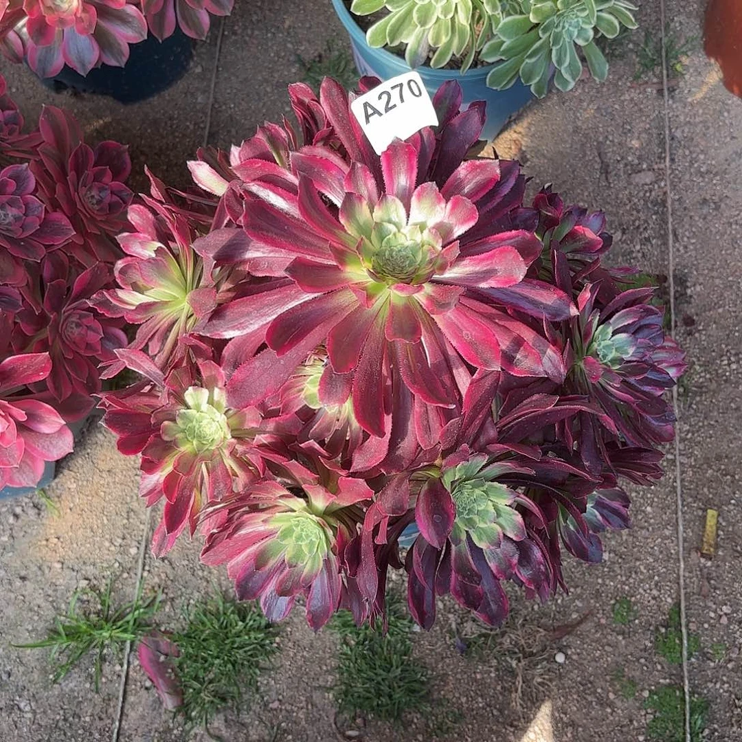 多肉法师紫浪270