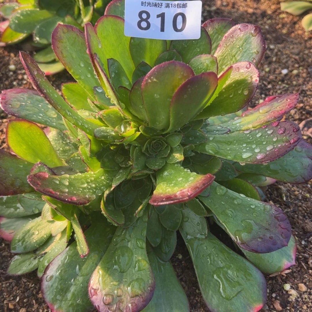 810雨荷多肉植物
