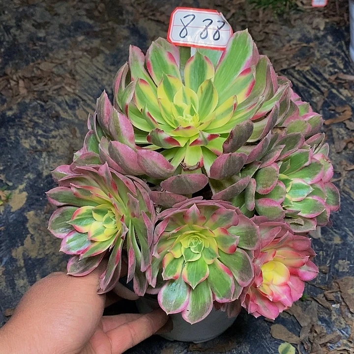 玉芙蓉老桩捧花888号