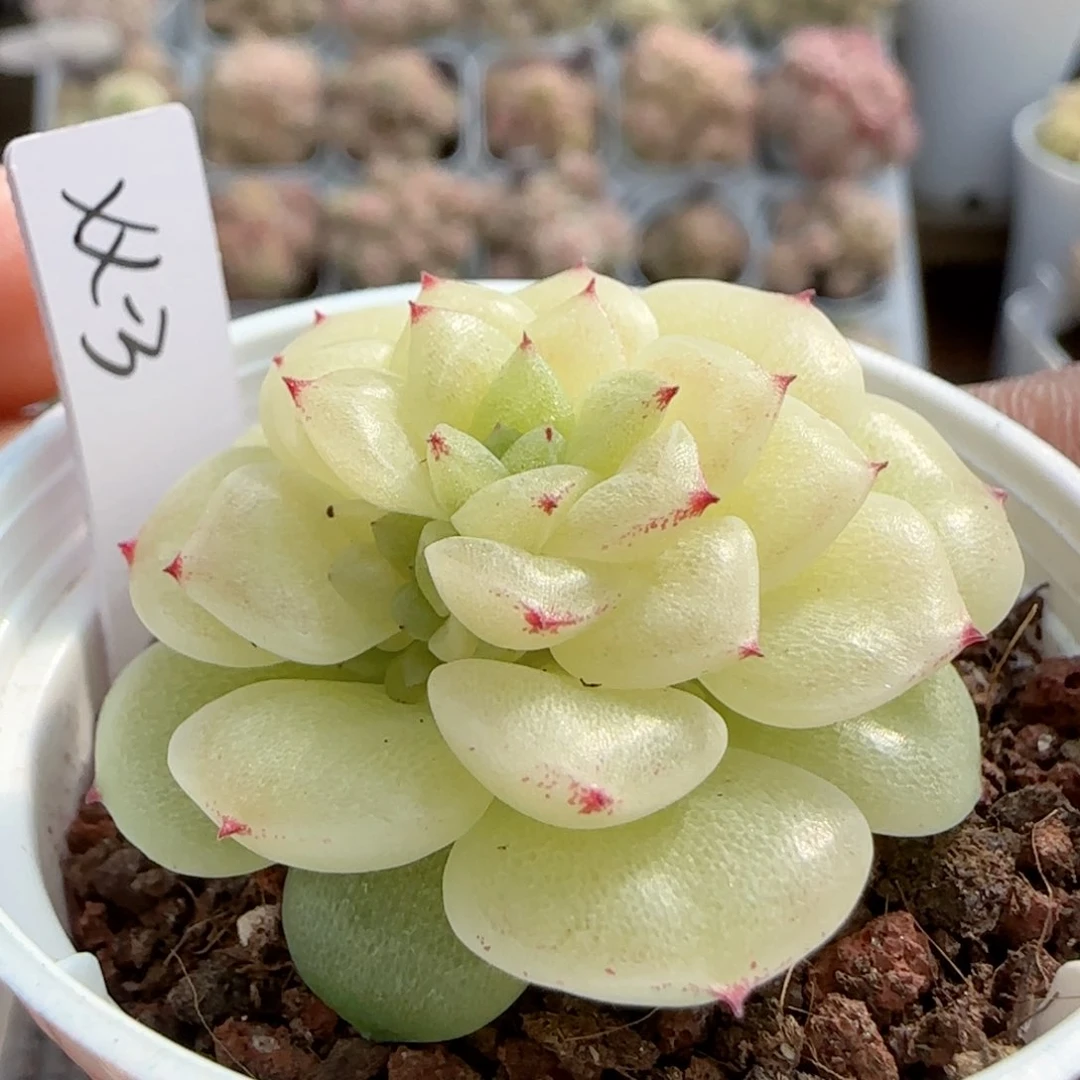 维*【闪购商品】0211-68（xx-3）