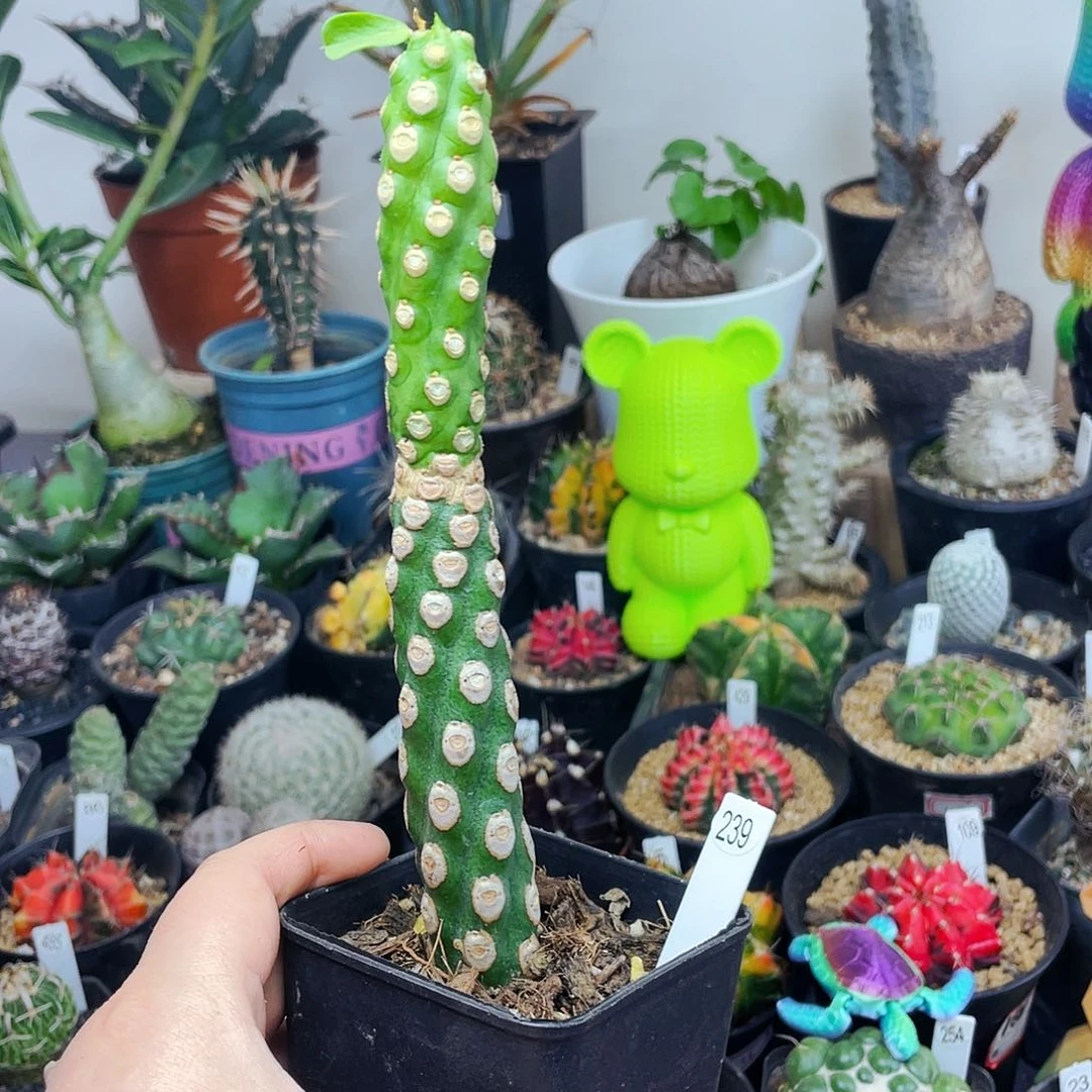 非偏远地区25包邮仙人球