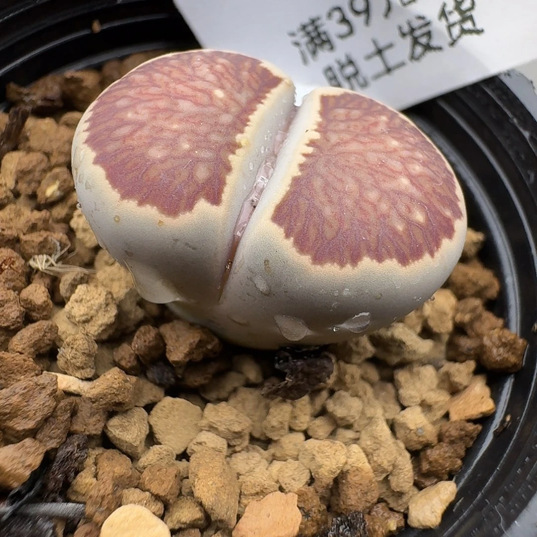 滑***风492多肉哈哈哈哈哈哈哈